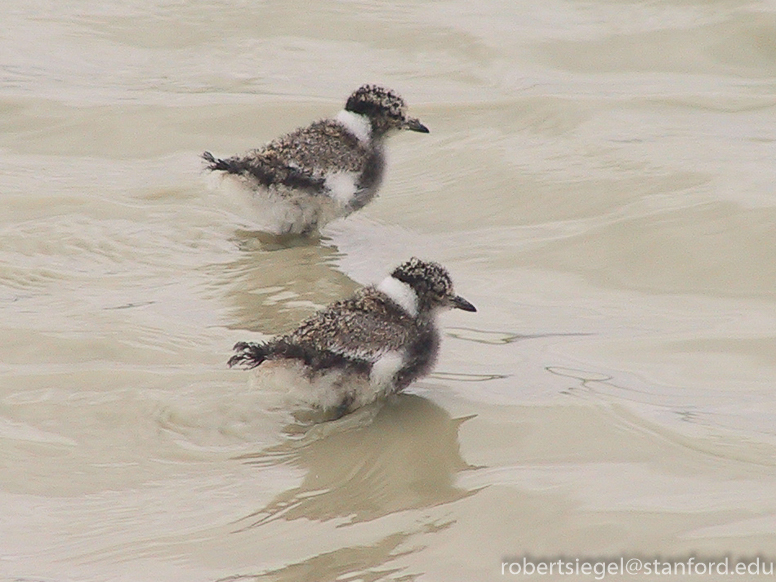 stilt chicks